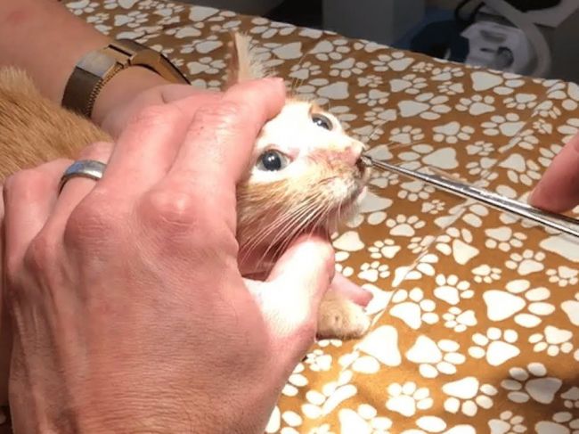Video: Šokujúci nález v nose mačky, veterinár neveril vlastným očiam