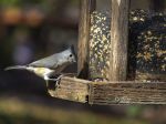 Ornitológovia odporúčajú nasypať vtákom slnečnicu, repku, proso či pšenicu