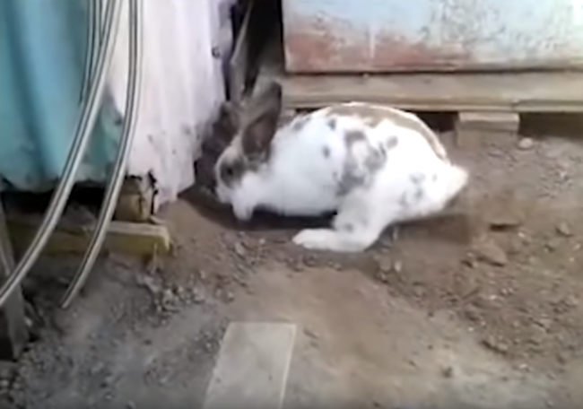 Video: Majiteľ si všimol,že králik hrabe pod kôlňou.Potom zistil, že je to záchranná akcia