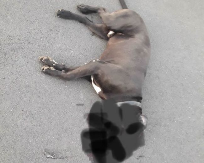 Policajti pomohli žene pri útoku bojových psov