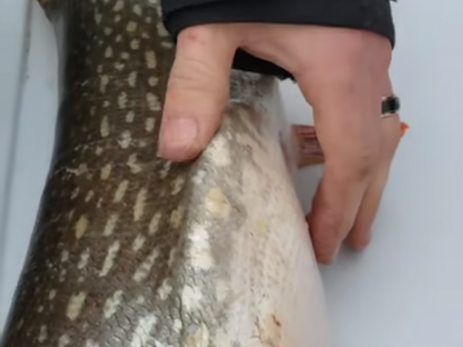 Video: Rybári našli v šťuke niečo tvrdé. Keď ju rozrezali, neverili vlastným očiam