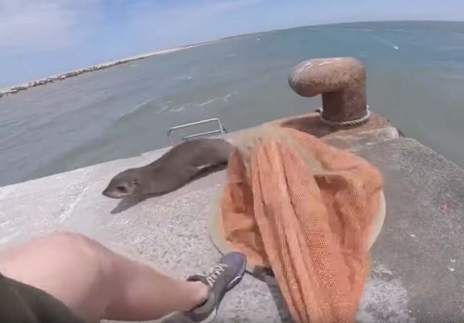 Video: Muž chcel zachrániť malého tuleňa. Reakcia jeho kamaráta ho však zaskočila