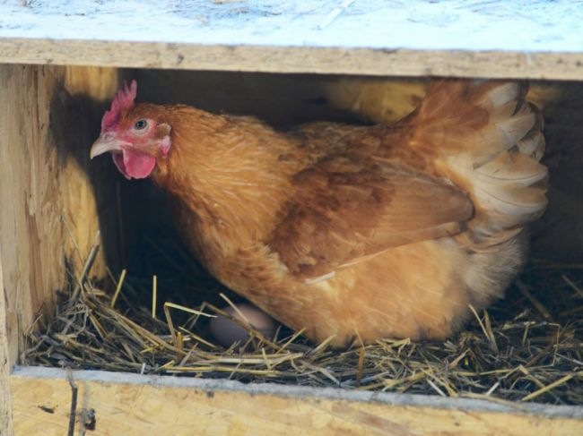 Agrorezort vyzýva chovateľov v súvislosti s vtáčou chrípkou k obozretnosti