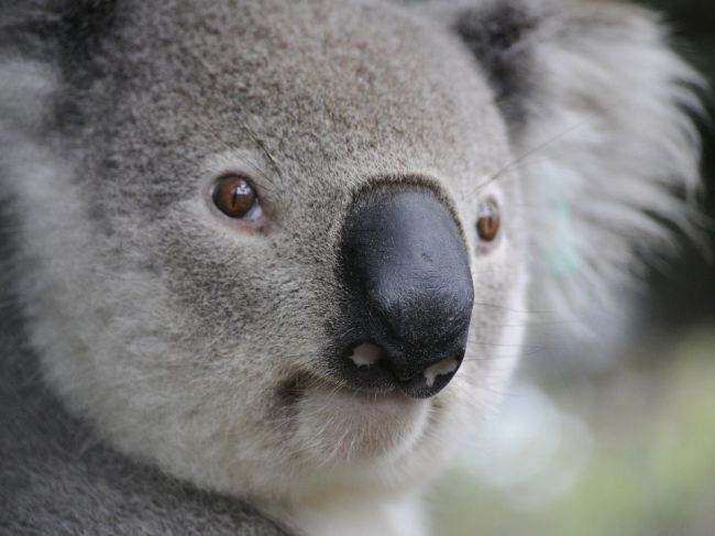 Na Novom Zélande navrhujú presťahovanie koál z Austrálie, Wellington to odmieta