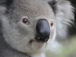 Na Novom Zélande navrhujú presťahovanie koál z Austrálie, Wellington to odmieta