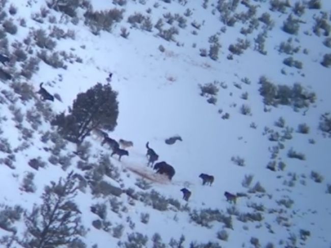 Video: Svorka vlkov obklopila medveďa. Takéto zábery nevídať často