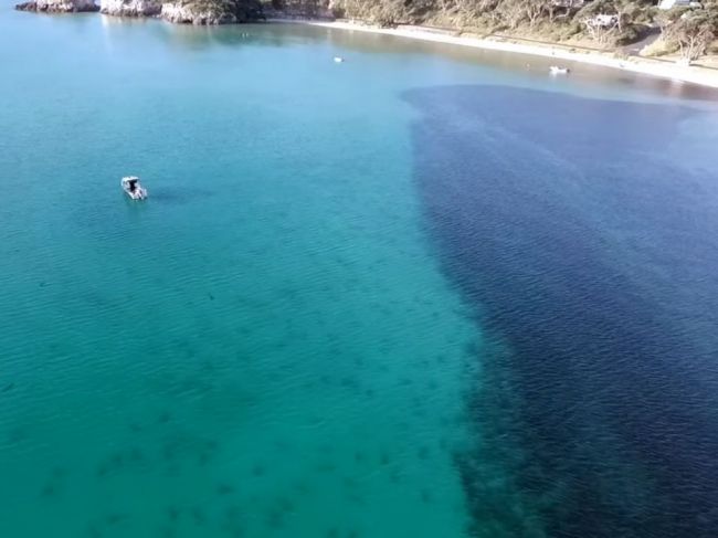 Video: Potápač si všimol smrteľné nebezpečenstvo vo vode až keď vyšiel na breh