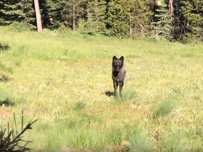 Video: Toto sa stane, keď stretnete v lese vlka