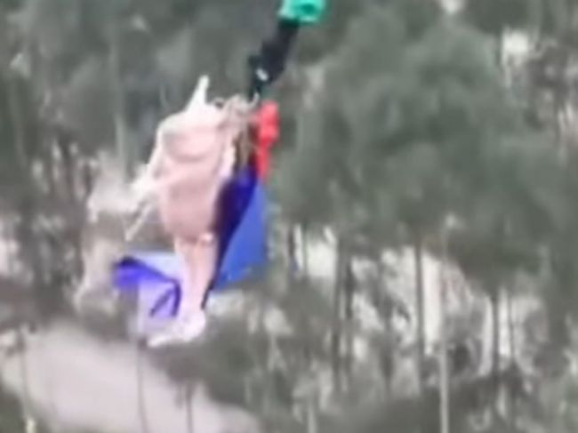 Video: V zábavnom parku zhodili živé prasa na lane. Malo ísť o bungee jumping
