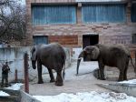 V zoo Bojnice potvrdili výskyt vtáčej chrípky