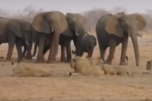 Video: Levy číhali na bezbranné sloníča. Novej posile sa však podarilo niečo neuveriteľné