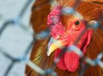 Veterinári potvrdili v okrese Čadca 4. prípad vtáčej chrípky na Slovensku