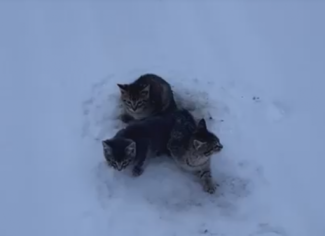 Video: Muž zbadal na ceste tri mačiatka. Musel ich obliať kávou, aby ich zachránil
