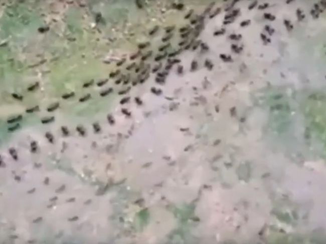 Video: Čo sa stane, keď sa stretnú mravce a termity?