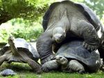Na Galapágoch objavili potomkov vyhynutých druhov korytnačiek