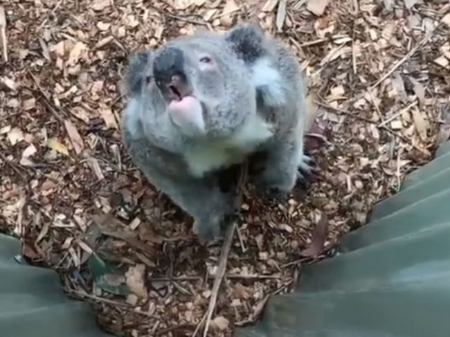 Video: Viete, aký zvuk vydáva koala? Toto vás určite prekvapí!
