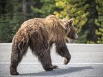 Cestári v noci zrazili medveďa, zviera sa nenašlo