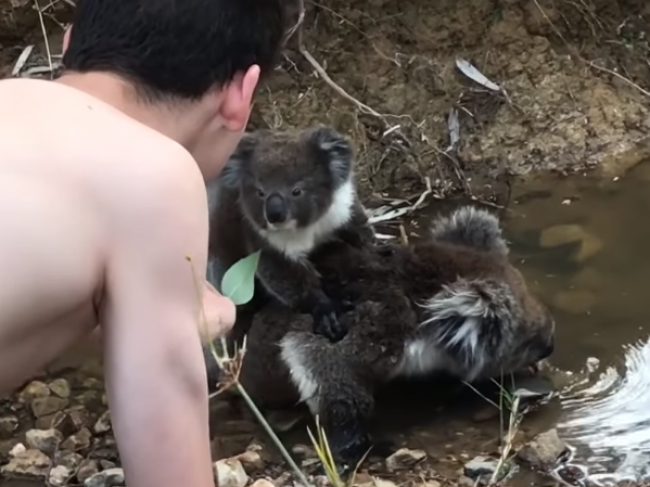 Video: Chlapec chcel malej koale podať list. Na jej neskutočnú reakciu nebol pripravený