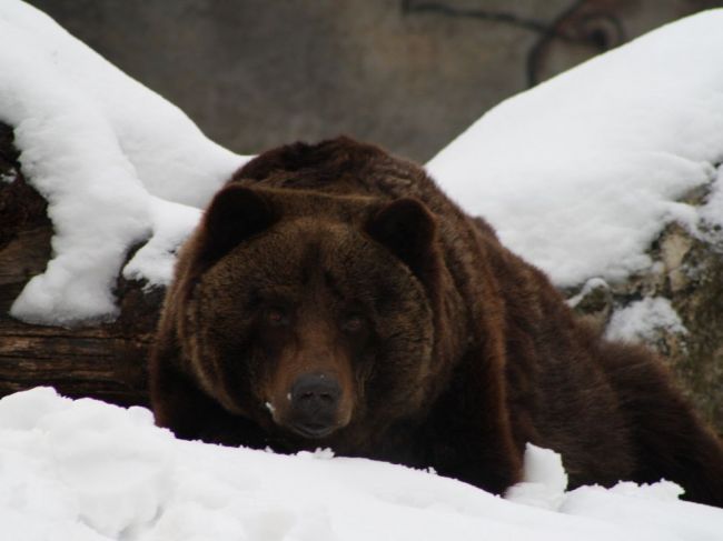 O medvede z Bojníc prejavila záujem zoologická záhrada v anglickom Dudley