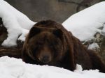 O medvede z Bojníc prejavila záujem zoologická záhrada v anglickom Dudley