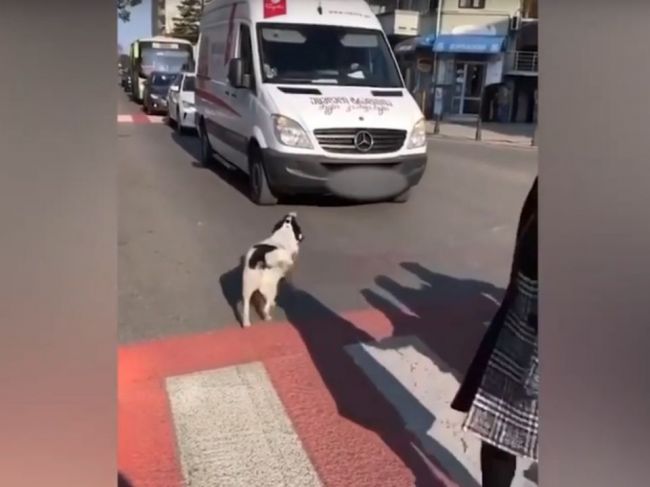Video: Tento pes je lepší ako policajti. Pozrite, ako pomáha a chráni!