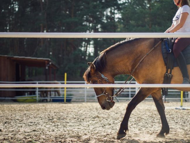  Kone pomáhajú zdravotne znevýhodneným deťom, tie sa učia o ne starať
