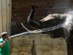 Zvieratá z bojnickej zoo majú vo výbehoch i hračky, upokojujú ich psychiku