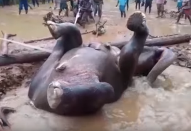 Video: Muži zachránili topiaceho sa slona