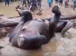 Video: Muži zachránili topiaceho sa slona