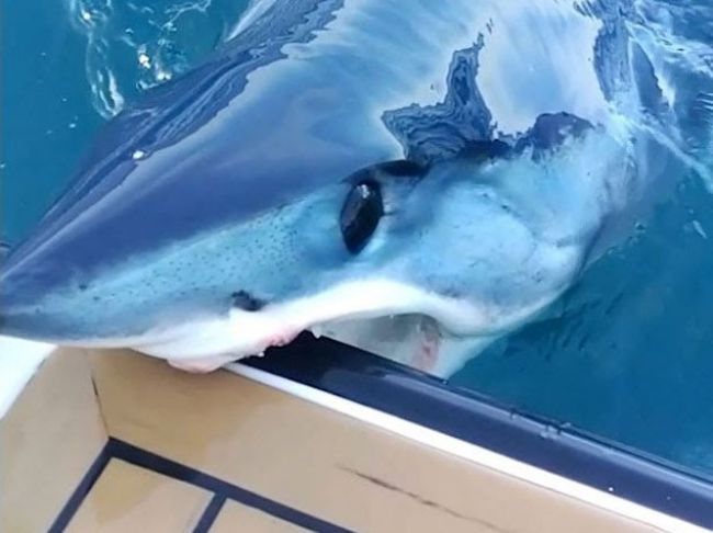 Video: Toto posádka nečakala, žralok sa zahryzol do lode