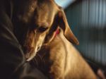 Viac ako 70% psov trpí úzkosťou. Ako zistiť, či sa to týka aj toho vášho?