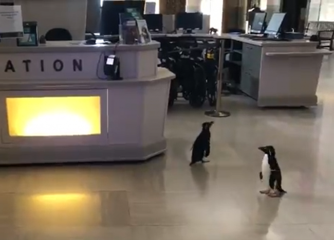 Video: Akvárium zavreli pre koronavírus. Takto situáciu využili tučniaky