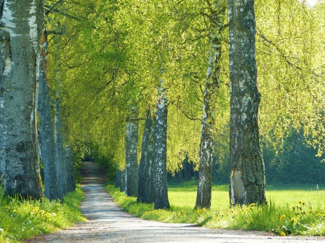 Alergikov potrápi peľ silne alergizujúcej brezy, ktorý je už v ovzduší