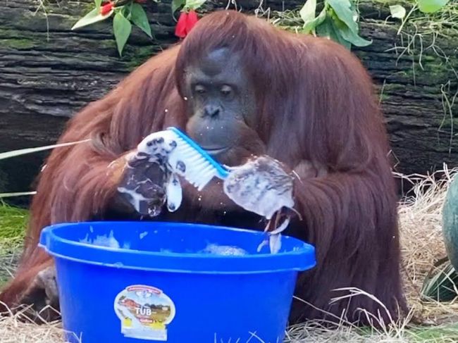 Video: Orangutan sa od ošetrovateľov naučil skvelú techniku umývania rúk