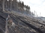 Lesníci upozorňujú na pandémiu lykožrúta, ak sa nevyťaží kalamitné drevo