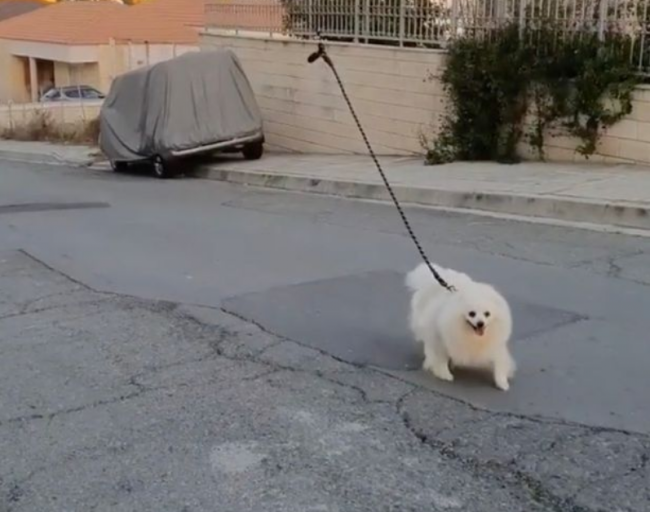 Video: Muž našiel spôsob, ako vyvenčiť psa počas karantény