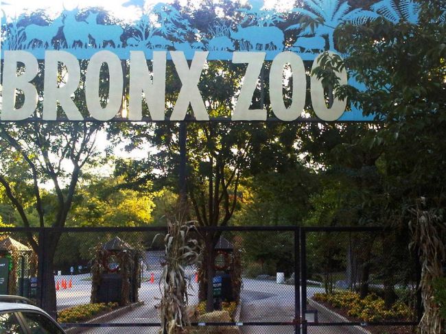 Tigrica v newyorskej zoo mala pozitívny test na koronavírus