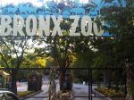Tigrica v newyorskej zoo mala pozitívny test na koronavírus