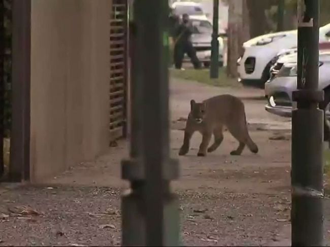 Video: Vyprázdnené mestá využívajú zvieratá, na ulici sa prechádzajú pumy