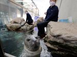 Nemecká zoo bude možno musieť utratiť niektoré zvieratá a nakŕmiť nimi iné