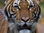 V newyorskej zoo sa nakazili koronavírusom ďalšie tigre a levy