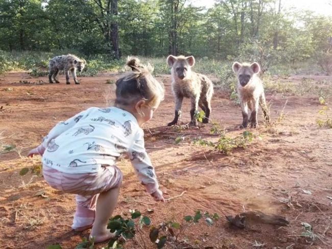 Video: Takto reagovali hyeny na malé dievča