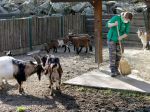 Bratislavskú zoo otvoria v stredu opäť pre verejnosť