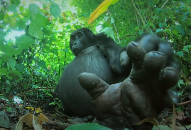 Video: Gorily dokážu spievať, skrytá kamera odhalila ďalšie tajomstvo