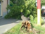Hasiči zasahovali od pondelka 60-krát v súvislosti so silným vetrom
