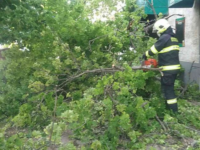 Počas vetra spadli stromy na tri osoby