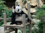 Kanada vráti Číne dve pandy, pandémia spôsobila výpadok dodávok bambusu