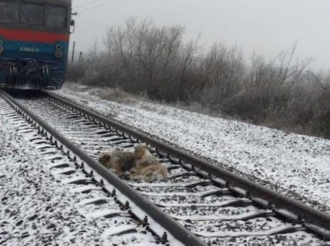 Video: Vlak sa rútil na zraneného psa, kamarát sa rozhodol ho ochrániť