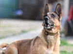 Britskí vedci zisťujú, či môžu psy detegovať infikované osoby