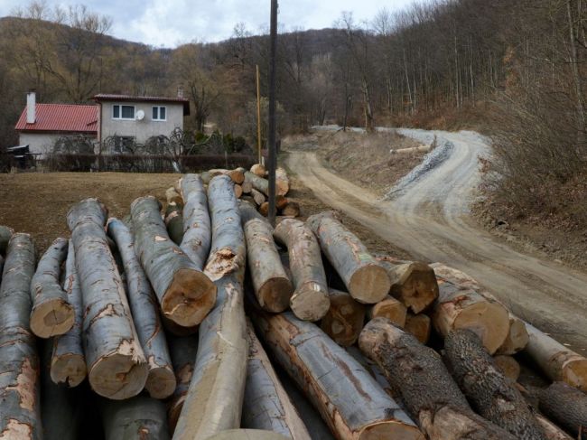 Na Slovensku sa ročne legálne vyťaží takmer 10 miliónov kubických metrov dreva